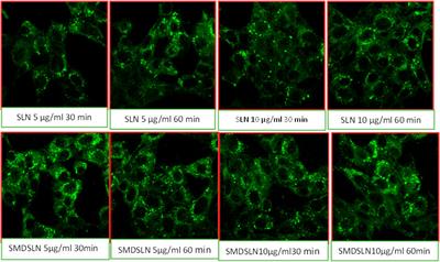 Corrigendum: Formulation and development of transferrin targeted solid lipid nanoparticles for breast cancer therapy